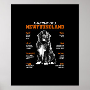 Poster Anatomia Engraçada De Cães Da Terra Nova