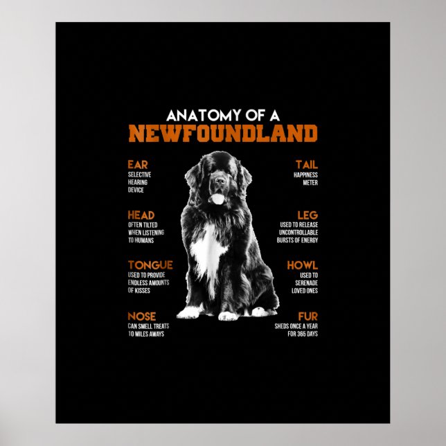 Poster Anatomia Engraçada De Cães Da Terra Nova (Frente)