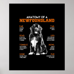 Poster Anatomia Engraçada De Cães Da Terra Nova