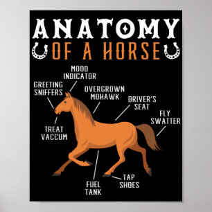 Poster Anatomia Equestre Anidistria De Um Sobrevoado De C