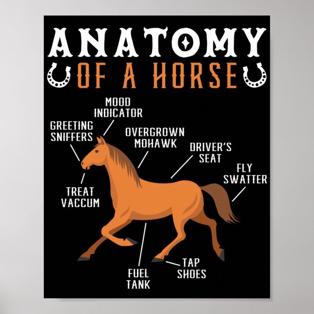 Poster Anatomia Equestre Anidistria De Um Sobrevoado De C (Frente)
