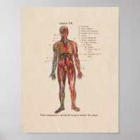 Anatomia espanhola, Impressão, arterias veias
