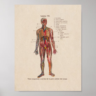 Pôster Anatomia espanhola, Impressão, arterias veias