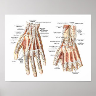 Poster Anatomia esquelética da mão