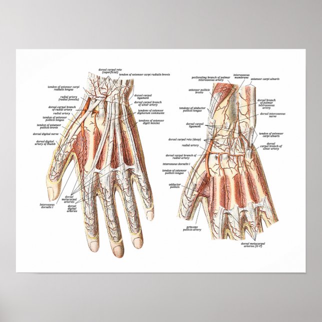Poster Anatomia esquelética da mão (Frente)
