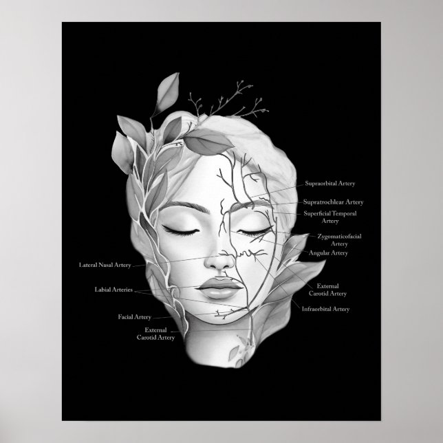 Poster Anatomia Facial Mostrando Vasos Sanguíneos (Frente)