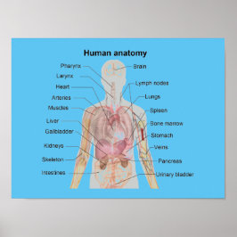 Poster Anatomia humana