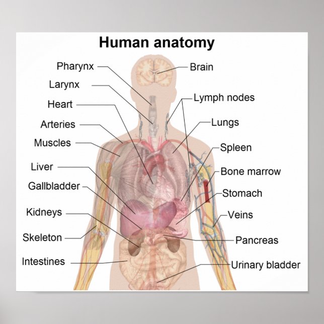Pôster Anatomia humana (Frente)