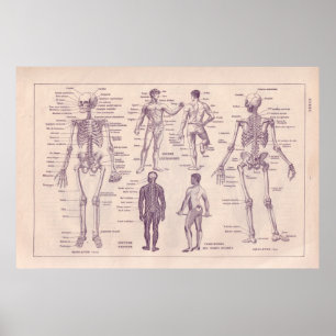 Poster Anatomia humana