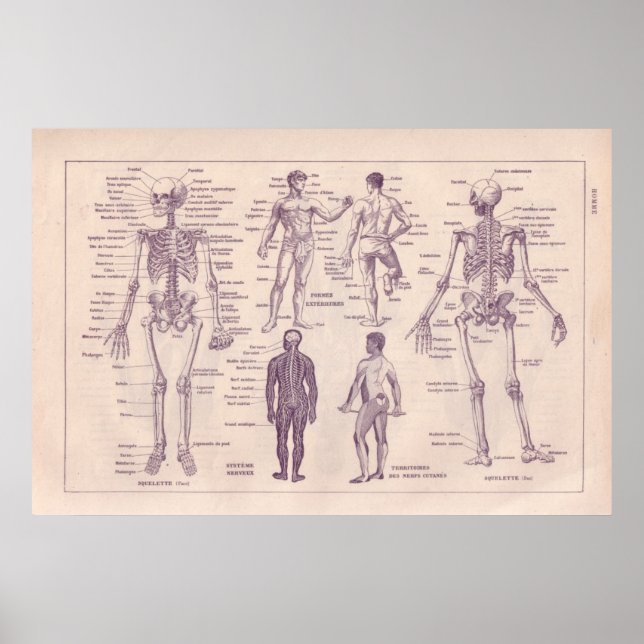 Poster Anatomia humana (Frente)