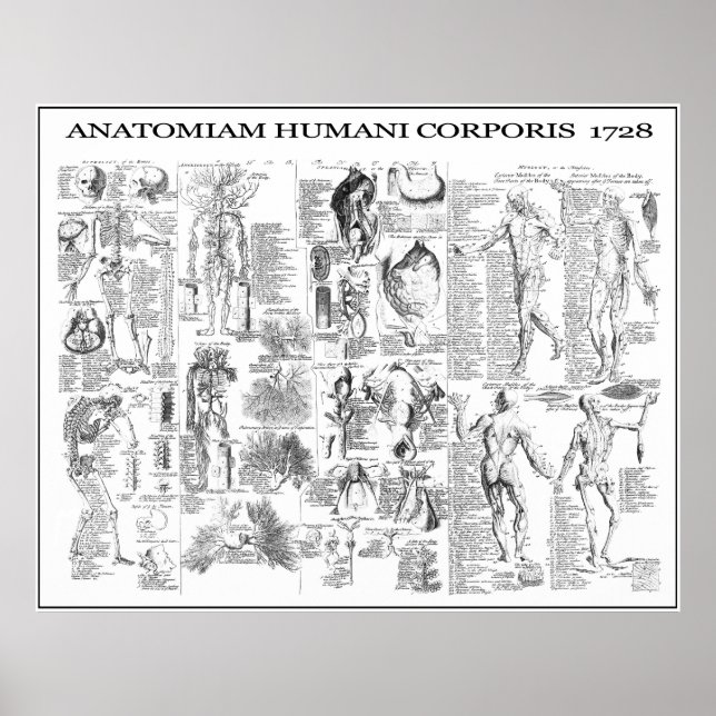 POSTER ANATOMIA HUMANA 1728 (Frente)