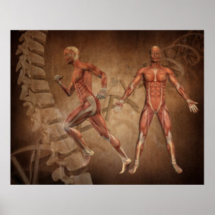 Poster Anatomia humana, coluna e DNA