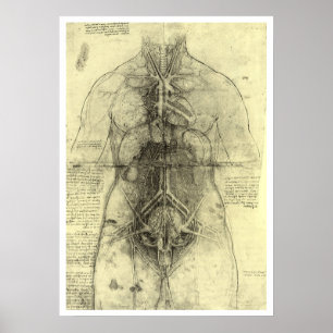 Pôster Anatomia humana de Leonardo da Vinci, mulher Torso