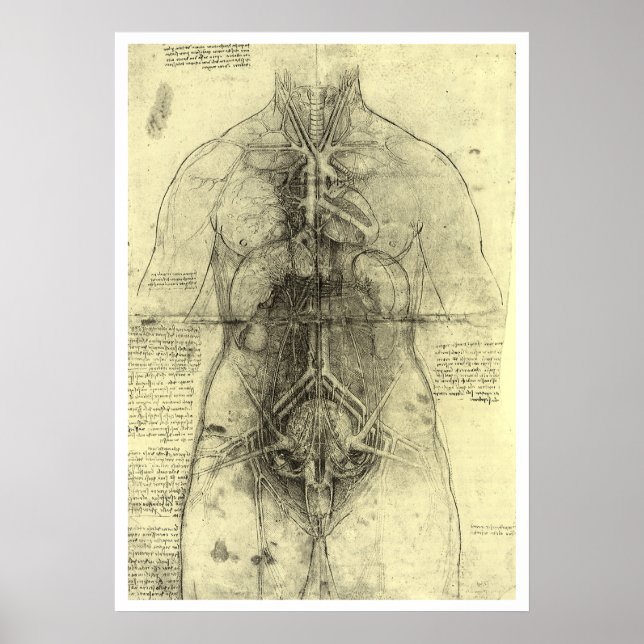 Pôster Anatomia Humana de Leonardo da Vinci, Torso Femini (Frente)