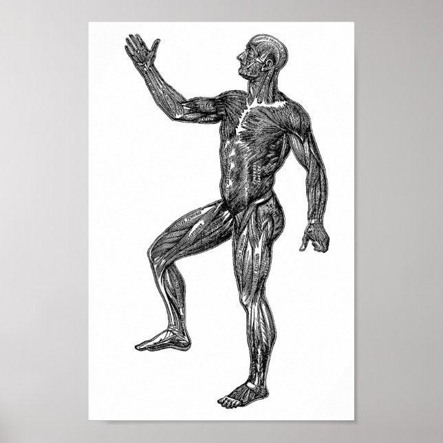 Poster Anatomia humana masculina Músculos de ciência médi (Frente)