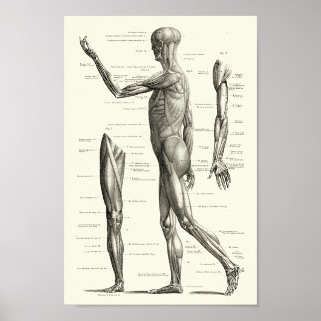 Poster Anatomia humana, músculos do corpo humano (Frente)