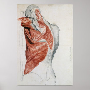 Pôster Anatomia humana; Músculos do torso e do ombro