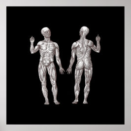 Poster Anatomia Humana - O Sistema Muscular