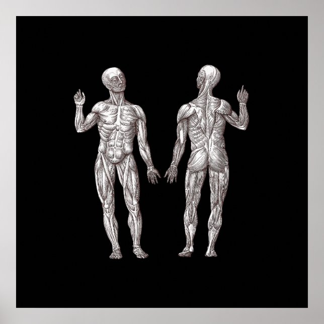 Poster Anatomia Humana - O Sistema Muscular (Frente)