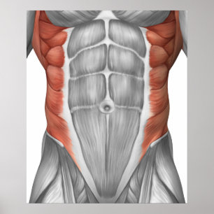 Pôster Anatomia masculina do músculo da parede abdominal