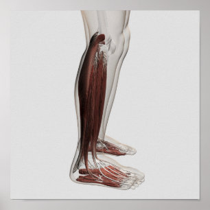 Pôster Anatomia masculina do músculo dos pés humanos, 3