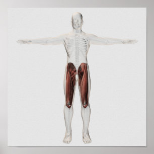 Pôster Anatomia masculina do músculo dos pés humanos, 4