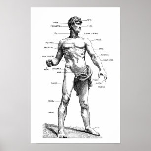 Pôster Anatomia masculina - parte dianteira