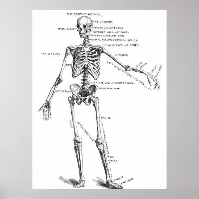 Poster Anatomia médica vegetativa diagrama do esqueleto m (Frente)