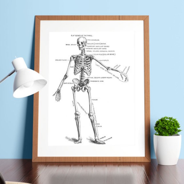 Poster Anatomia médica vegetativa diagrama do esqueleto m (Criador carregado)