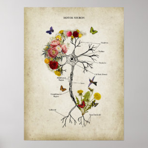 Poster Anatomia Motor Neuron com Flores