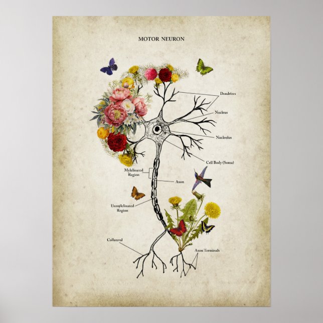 Poster Anatomia Motor Neuron com Flores (Frente)