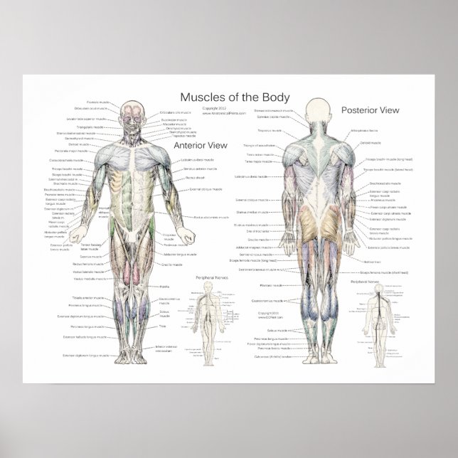 Poster Anatomia muscular Anterior e Posterior (Frente)