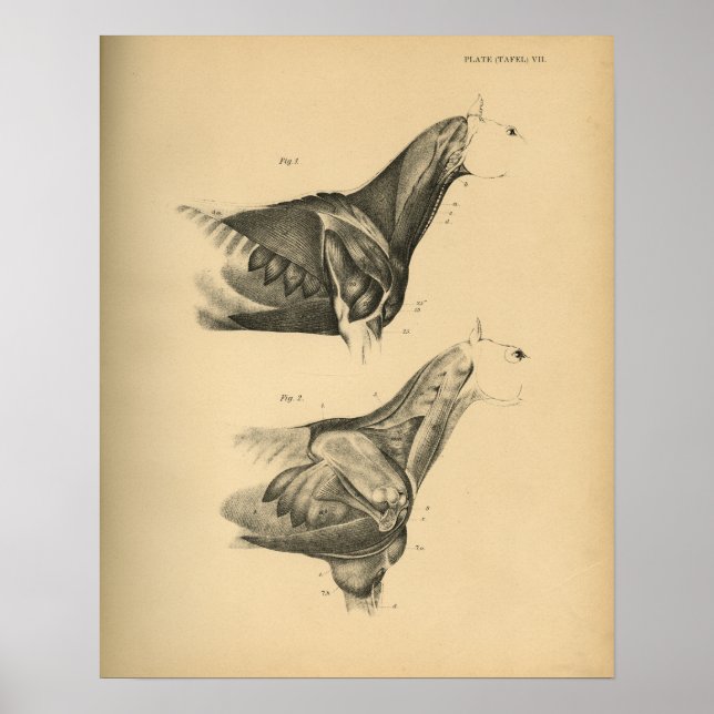 Poster Anatomia muscular dos cavalos 1908 Vintage Impress (Frente)