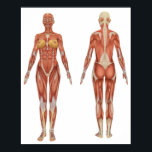 Poster Anatomia muscular feminina Vista frontal e traseir<br><div class="desc">Imagem CAD de alta resolução da anatomia muscular feminina.</div>