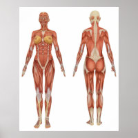 Anatomia muscular feminina Vista frontal e traseir