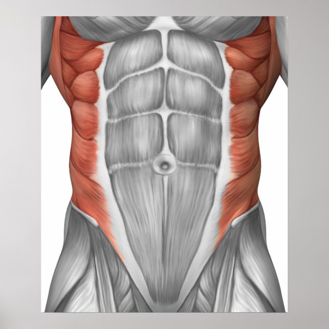 Pôster Anatomia Muscular Masculina Da Parede Abdominal (Frente)