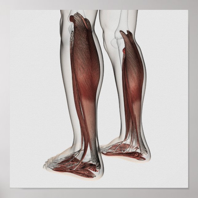 Pôster Anatomia Muscular Masculina Das Pernas Humanas, An (Frente)