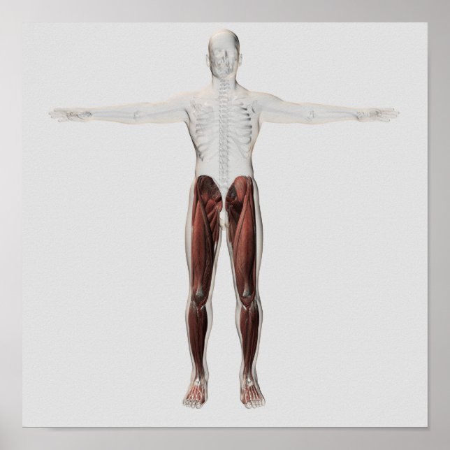 Poster Anatomia Muscular Masculina Das Pernas Humanas, An (Frente)