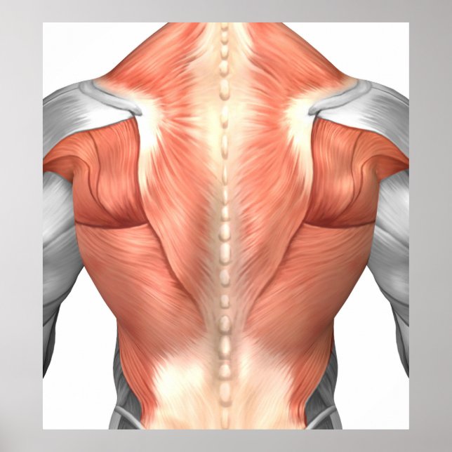 Baralho Músculos masculinos da anatomia humana por Leonard