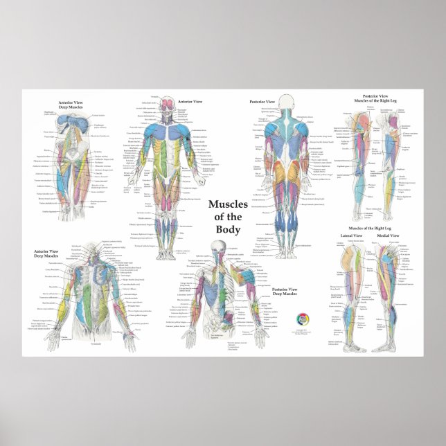 Poster Anatomia Muscular Posterior Anterior (Frente)