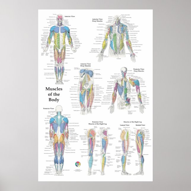 Poster Anatomia Muscular Posterior Anterior (Frente)