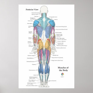 Poster Anatomia Muscular Vista Posterior