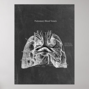 Poster Anatomia pulmonar com estética do quadro chal