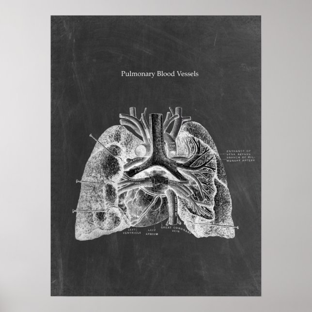 Poster Anatomia pulmonar com estética do quadro chal (Frente)
