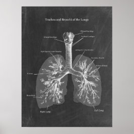Poster Anatomia pulmonar Trachea e Bronchi