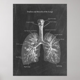 Poster Anatomia pulmonar Trachea e Bronchi