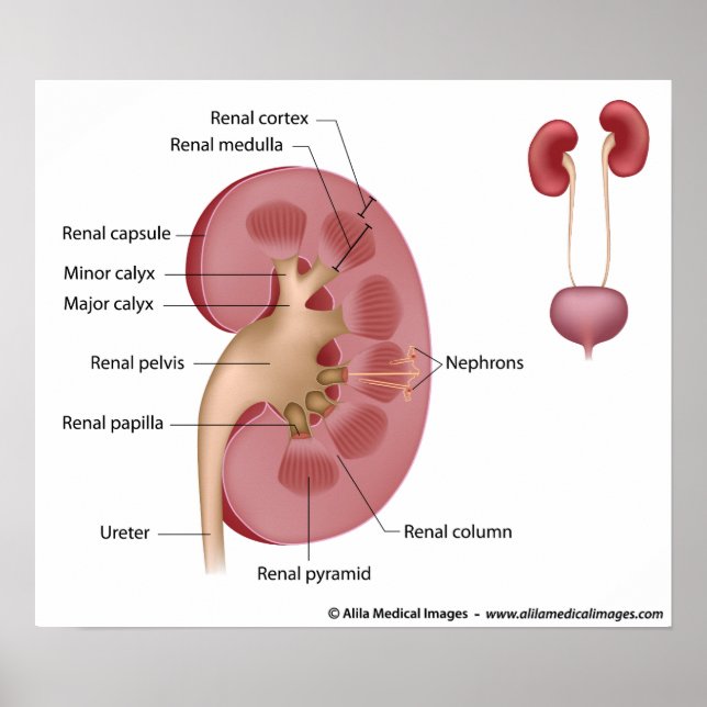 Poster Anatomia renal, diagrama rotulado. (Frente)
