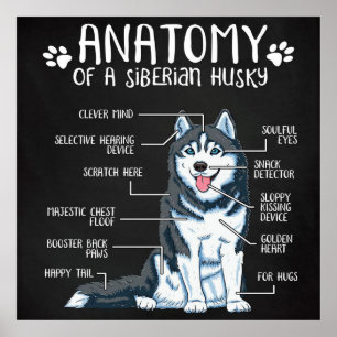 Poster Anatomia Siberian Husky