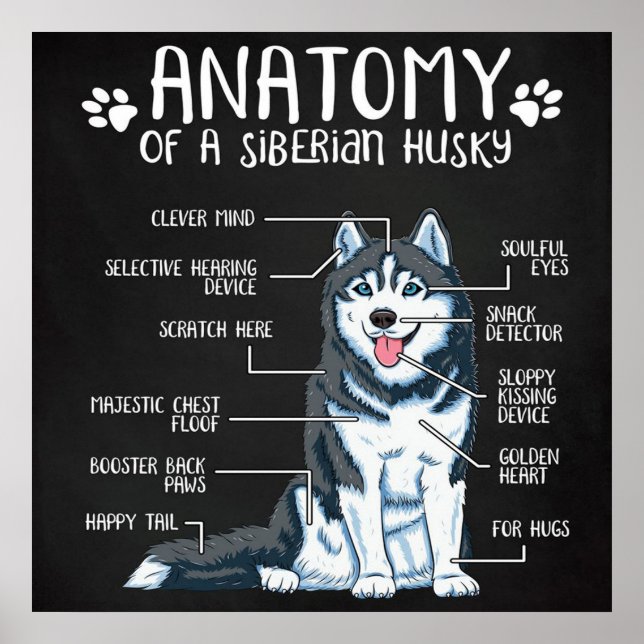 Poster Anatomia Siberian Husky (Frente)