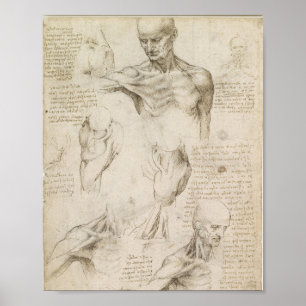 Poster Anatomia superficial do ombro da Vinci